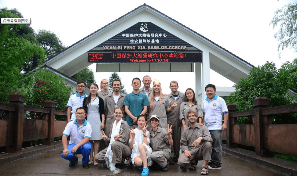 Panda volunteer at Bifengxia panda base